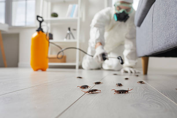 Commercial Kitchen Cockroach Control in Littleton